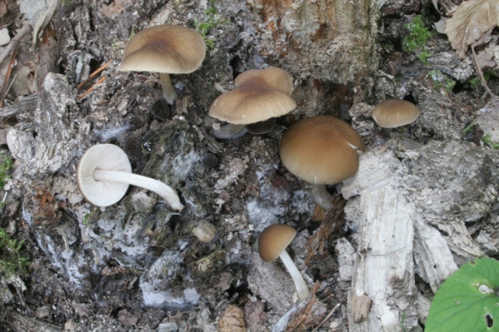 Altri due ritrovamenti  del 11.03.2011.